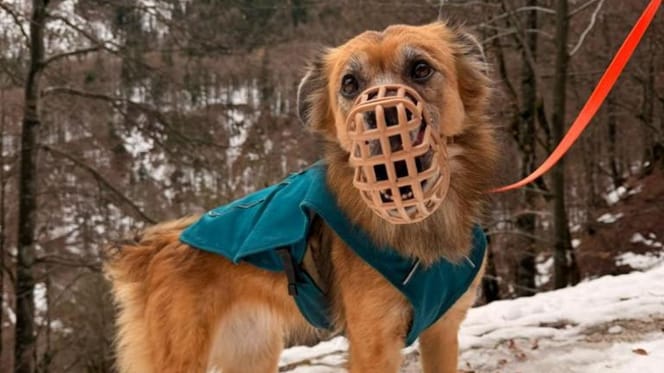 Der Hund der Münchnerin