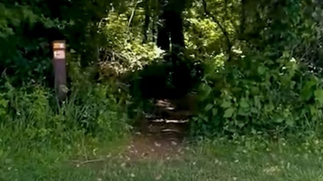 Woods