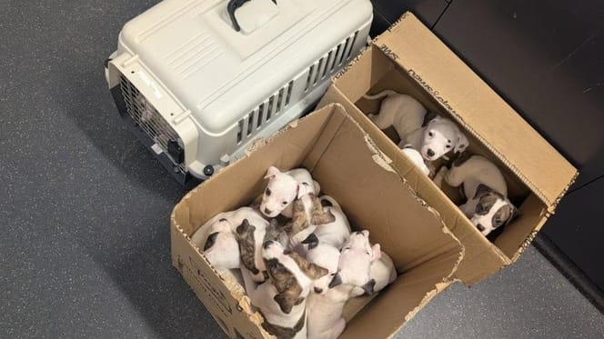 Scatole piene di cuccioli