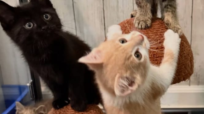 Des chatons