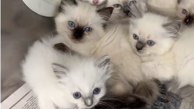 Kittens
