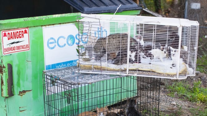 Des chatons abandonnés dans des cages