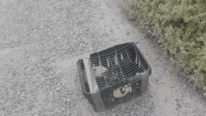 Kittens abandoned inside a basket