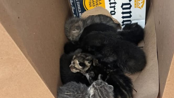 Des chatons abandonnés dans une carton de bière