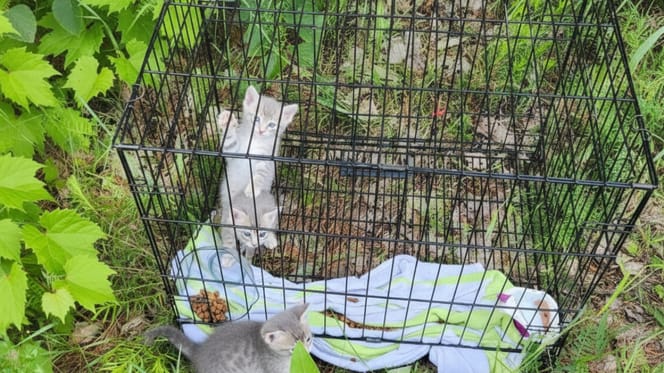 Kittens achtergelaten in het bos