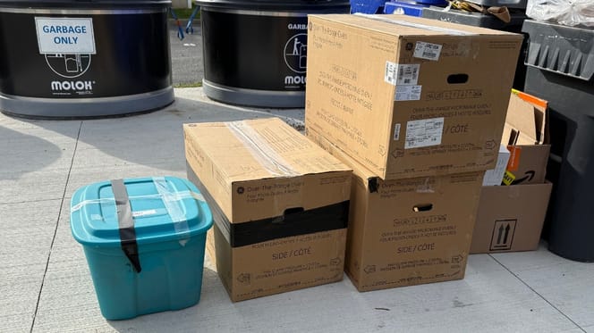 Abandoned cats in cardboard boxes