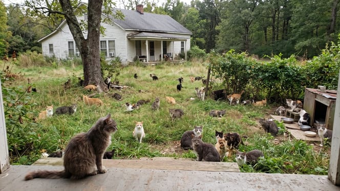 Des chats dans le jardin d'une maison