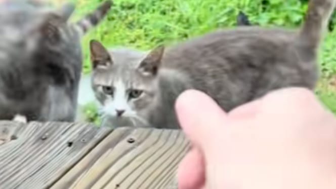 Des chats errants
