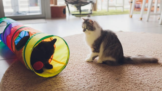 Des chats qui jouent dans un tunnel