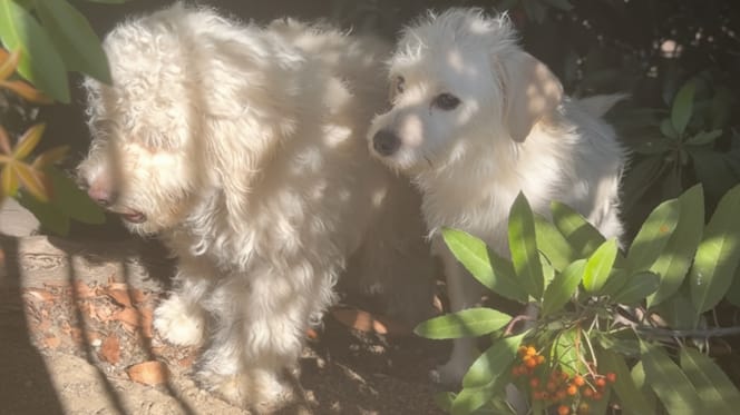 des chiens abandonnés dans la nature