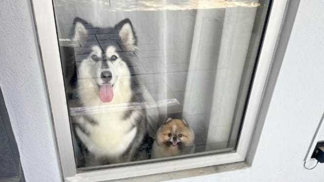 Dogs waiting for the delivery driver