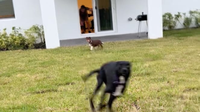 Dogs discover their garden for the first time