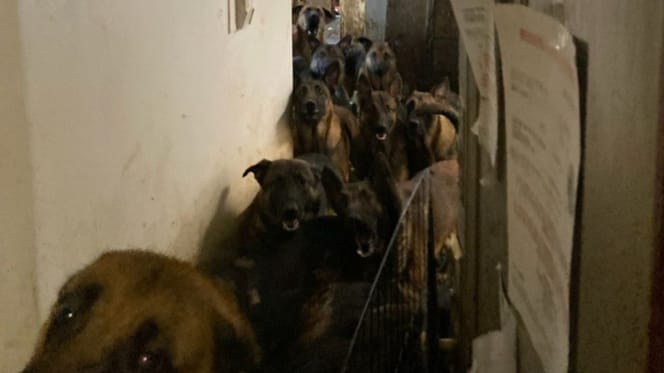 Hunde in der Wohnung zusammengepfercht