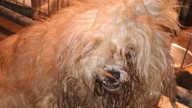 Piccoli cani Maltesi in stato di grave trascuratezza prima del salvataggio