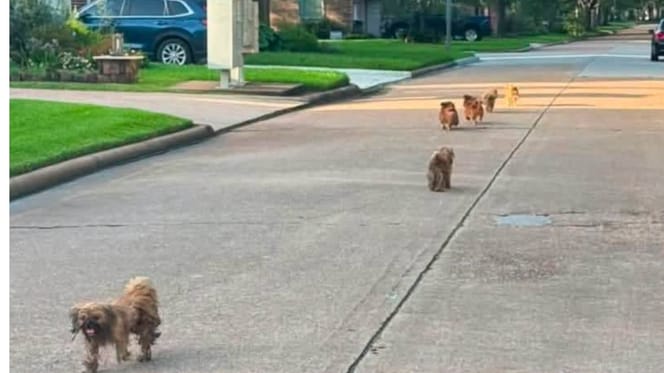 Rondzwervende honden op straat