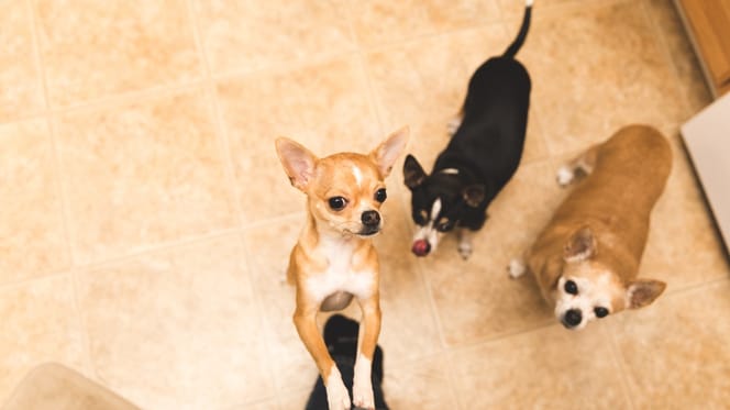 Psy rasy chihuahua w domu