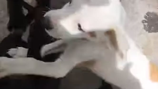 Puppies