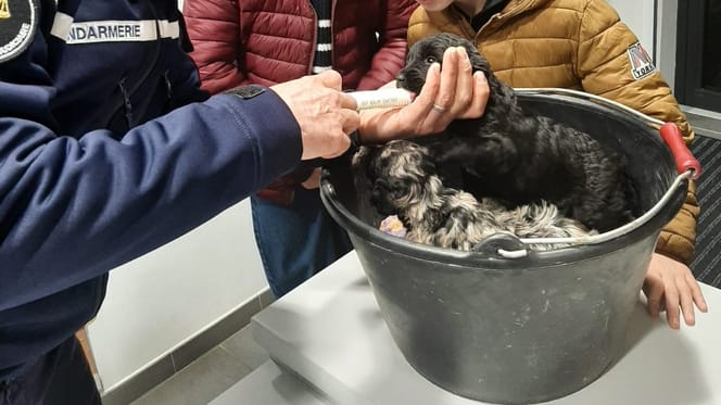 Cachorros abandonados en la naturaleza