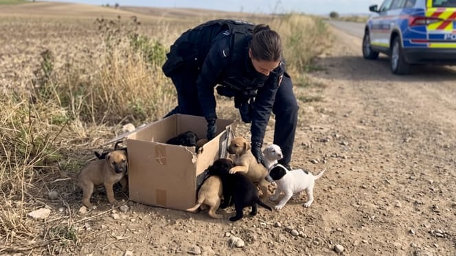 Abandoned puppies inside a cardboard box outdoors