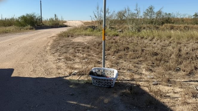 Cuccioli abbandonati in un cesto della biancheria