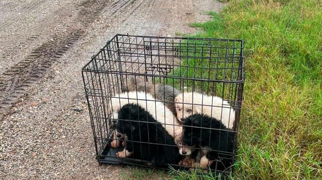 Des chiots abandonnés dans une cage sur la route