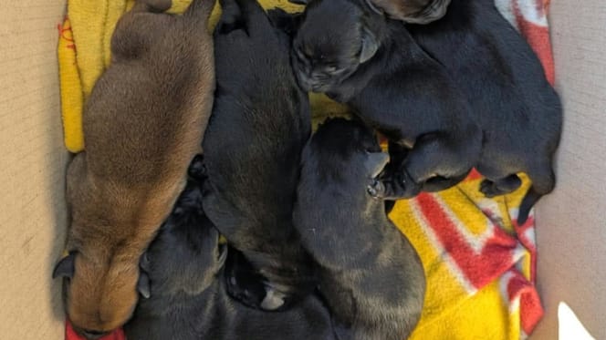 des chiots abandonnés près d'une poubelle
