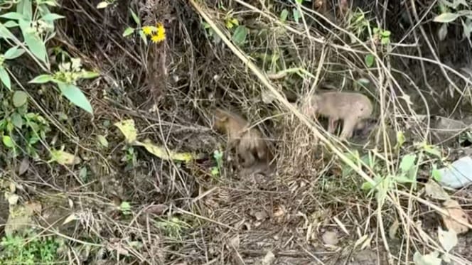 Des chiots dans la forêt
