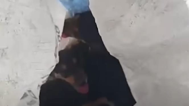 Des chiots dans un sac poubelle