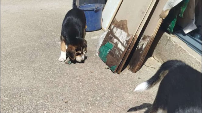 Des chiots ont été trouvés dans une poubelle