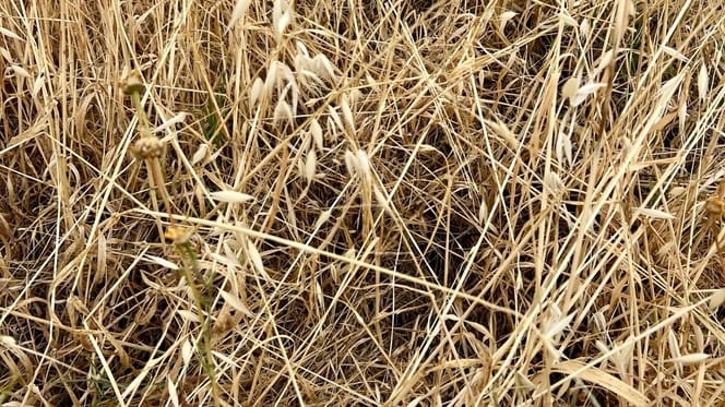Des herbes hautes et de la paille