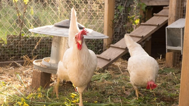 Galline in un pollaio
