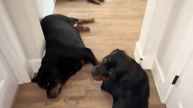 Des Rottweilers