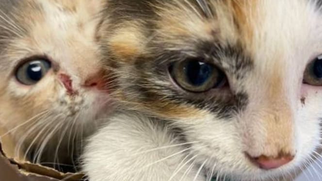Two kittens
