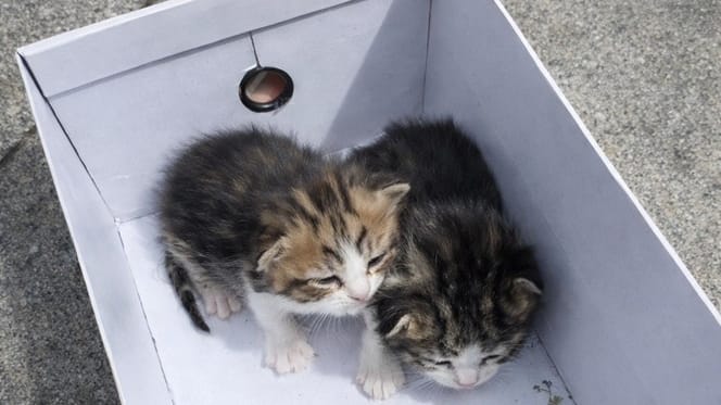 Two abandoned kittens found in Bezons