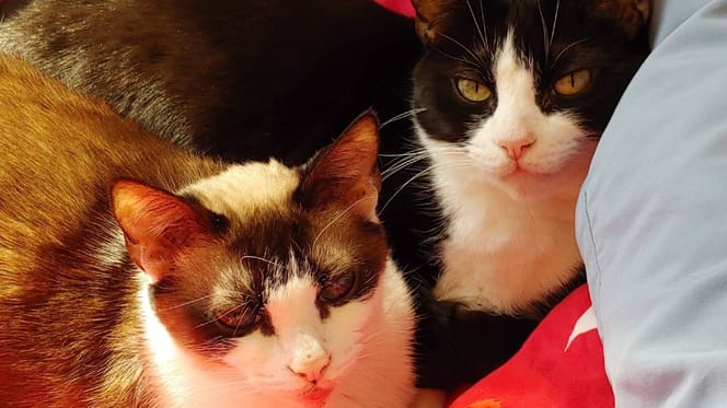 Zwei Katzen, Bruder und Schwester