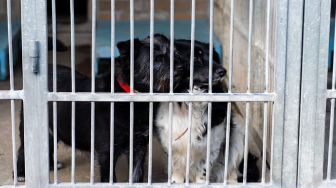 Deux chiens dans un box de refuge