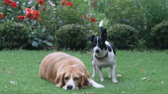 Due cani in un giardino