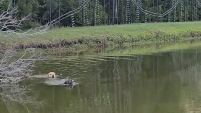 Twee honden in een meer gevolgd door een alligator