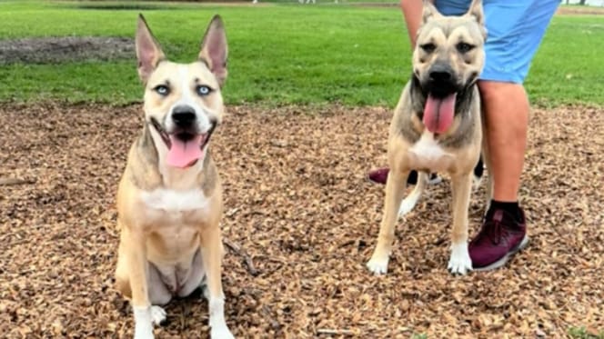 Twee honden uit hetzelfde nest vinden elkaar terug