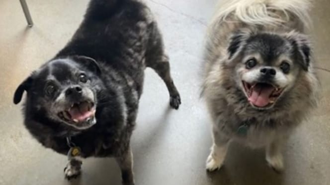 Twee oudere honden