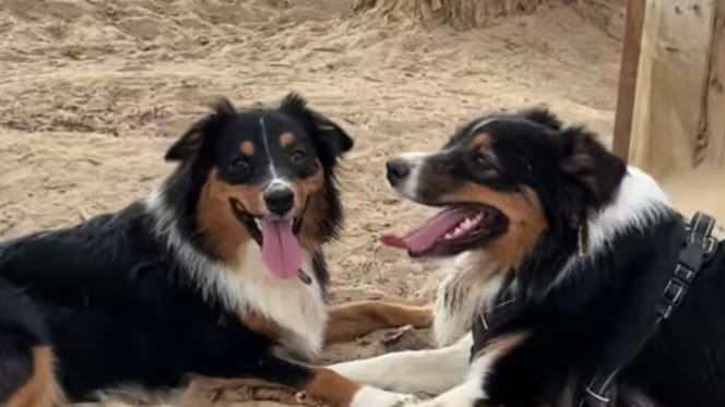Deux chiens sosies