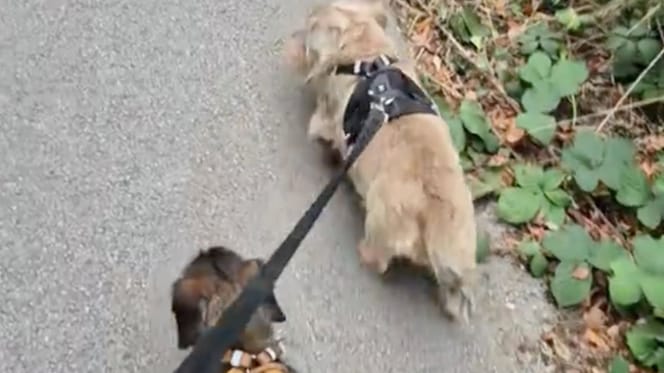Due cani Bassotti