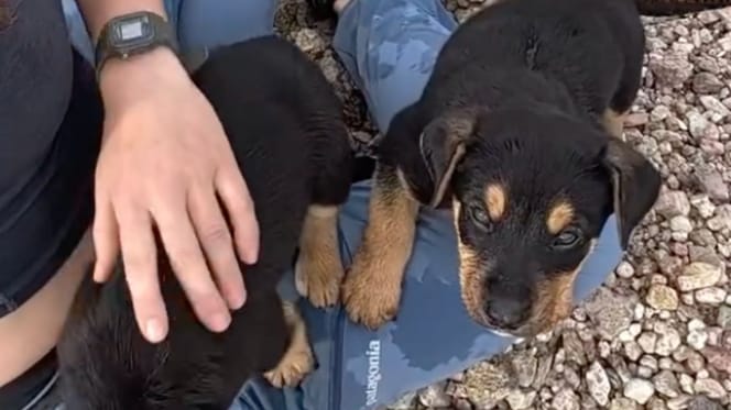 Deux chiots abandonnés