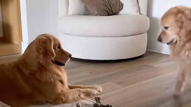 Dwa golden retrievery