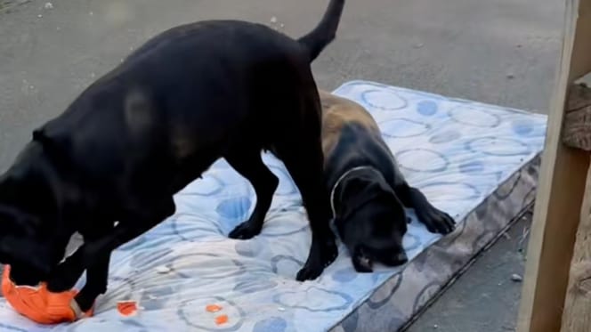 Deux Labradors