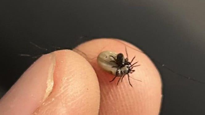 Two ticks mating