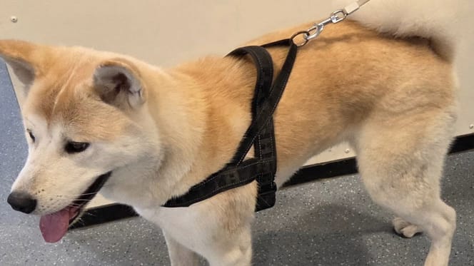 Deze hond houdt politie uren bezig rondom Zoetermeer