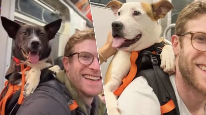 Deze man stopt honden in een rugzak in New York in de hoop dat ze geadopteerd worden