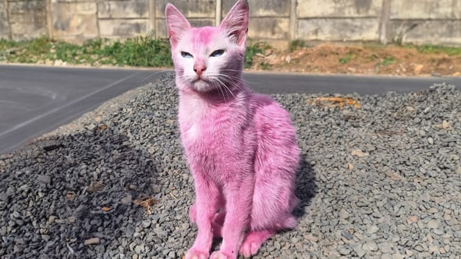 Deze roze kat kon gelukkig gered worden