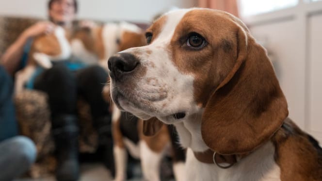Deze voormalige laboratoriumbeagles worden klaargestoomd voor het echte hondenleven